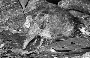 這張發布的照片展示坦尚尼亞山區發現的一隻新種象鼩。這種新發現的象鼩將被命名為“灰面象鼩”，它是目前世界上最大的象鼩。