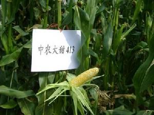 中農大甜413 中農大甜413