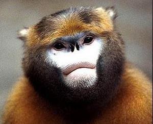 （圖）黔金絲猴