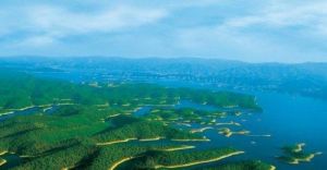 千島湖淳牌有機魚頭 千島湖淳牌有機魚頭