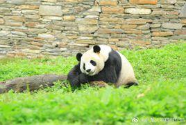 大熊貓怡雲 大熊貓怡雲