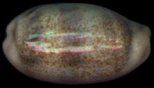 緞帶寶螺 緞帶寶螺