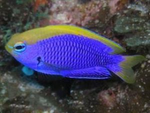 黃背藍天使 黃背藍天使