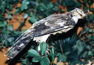頭上長“小辯”的猛禽—鳳頭蜂鷹