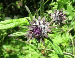 半琴葉風毛菊 半琴葉風毛菊