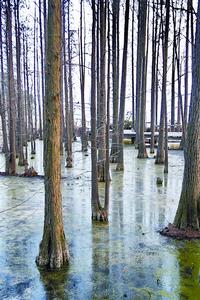 落雁景區隨處可見密集的池杉生長在水中