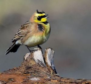 角百靈哥倫比亞亞種