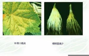 黃瓜氮過剩 黃瓜氮過剩