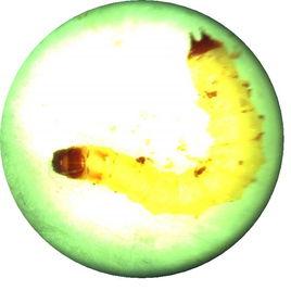 貯糧害蟲 貯糧害蟲