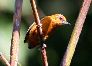 啄木鳥亞科 啄木鳥亞科