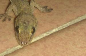 壁虎[爬行綱動物]