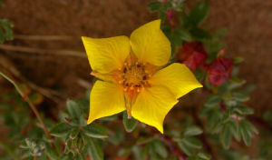 墊狀金露梅 墊狀金露梅