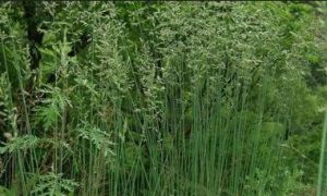 膜苞早熟禾 膜苞早熟禾