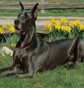 大型犬品種 大型犬品種