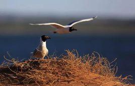 適應性選擇 適應性選擇