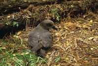 紅圓尾鸌 紅圓尾鸌