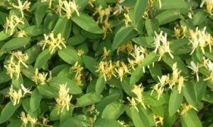 紫花厚喙菊 紫花厚喙菊