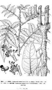 糙葉花椒 糙葉花椒