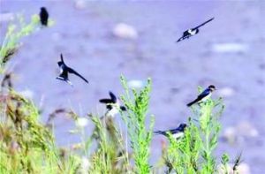 翩然歸來的幾隻報春燕，給山村的孩子們帶來極大的喜悅