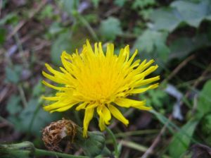 烏恰還陽參 烏恰還陽參