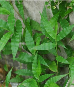 寬葉水竹葉 寬葉水竹葉