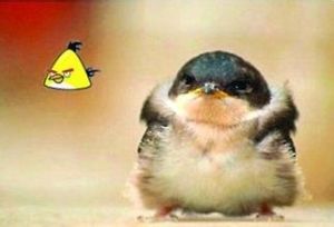 乳白背啄木鳥 乳白背啄木鳥