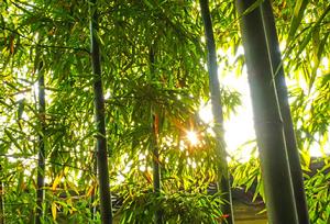 滄浪亭高清組圖