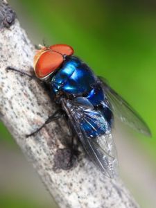 朝鮮陪麗蠅 朝鮮陪麗蠅