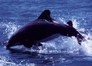 喙頭海豚屬 喙頭海豚屬