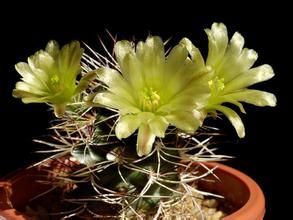 鹿角柱屬 鹿角柱屬