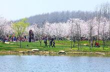 鹽城大洋灣生態運動公園櫻花園高清組圖3