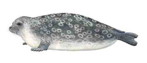 環斑海豹