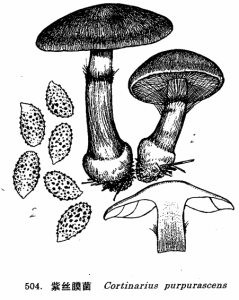 紫紅絲膜菌 紫紅絲膜菌