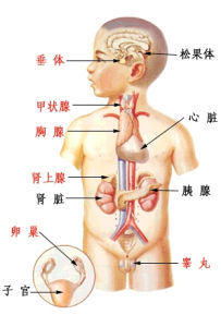 腦後方內分泌腺群