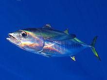 黃鰭鮪魚