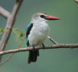 紅嘴雞鵑 紅嘴雞鵑