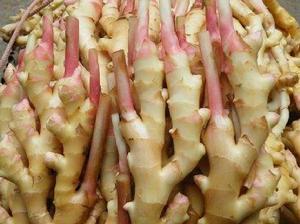 石塘生薑 石塘生薑