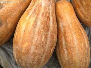 蜜本南瓜 蜜本南瓜