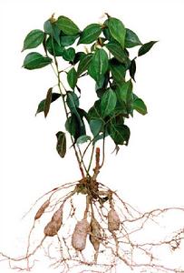 天台烏藥 天台烏藥