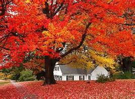 美國紅楓樹 美國紅楓樹