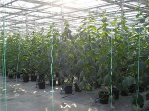 楊凌現代農業創新園 楊凌現代農業創新園