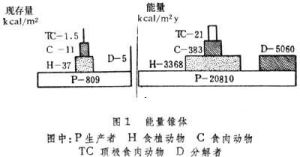 生態錐體 生態錐體