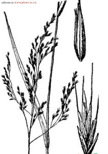 遠東羊茅 遠東羊茅