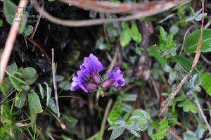 黑萼棘豆[黑萼棘豆]