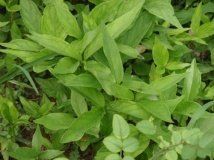 大葉米粞草 大葉米粞草