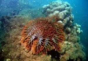 哈馬黑拉海 哈馬黑拉海