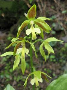 屏邊叉柱蘭 屏邊叉柱蘭