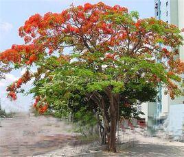 槭葉萍婆 槭葉萍婆