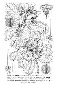 杯萼杜鵑 杯萼杜鵑