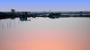 翁垟街道樂清灣灘涂